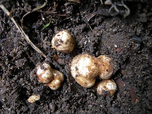 I funghi della foresta di Thann